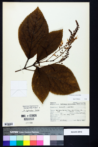 Collinsonia anisata image