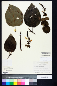 Collinsonia anisata image