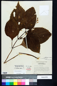 Collinsonia canadensis image