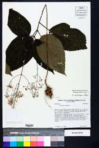 Collinsonia canadensis image