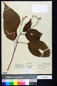 Collinsonia canadensis image