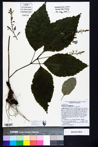 Collinsonia canadensis image