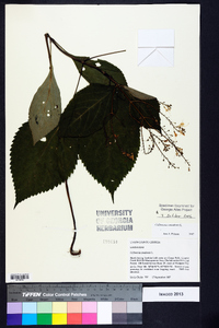 Collinsonia canadensis image