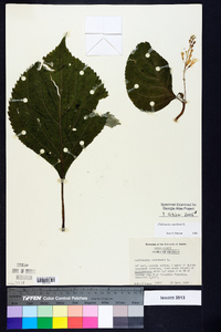 Collinsonia canadensis image