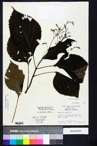 Collinsonia canadensis image