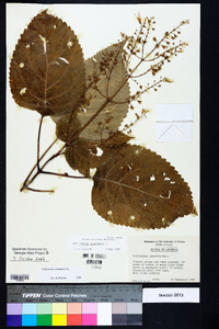 Collinsonia canadensis image