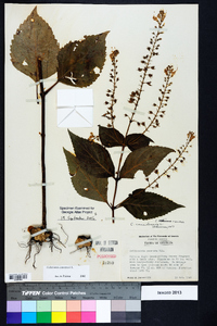 Collinsonia canadensis image