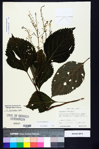 Collinsonia canadensis image