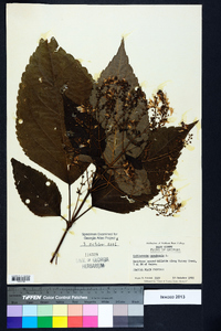 Collinsonia canadensis image