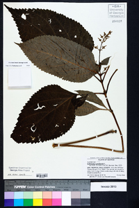 Collinsonia canadensis image