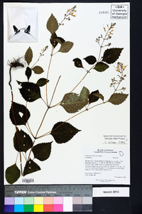 Collinsonia tuberosa image