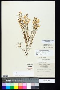 Dicerandra linearifolia var. linearifolia image