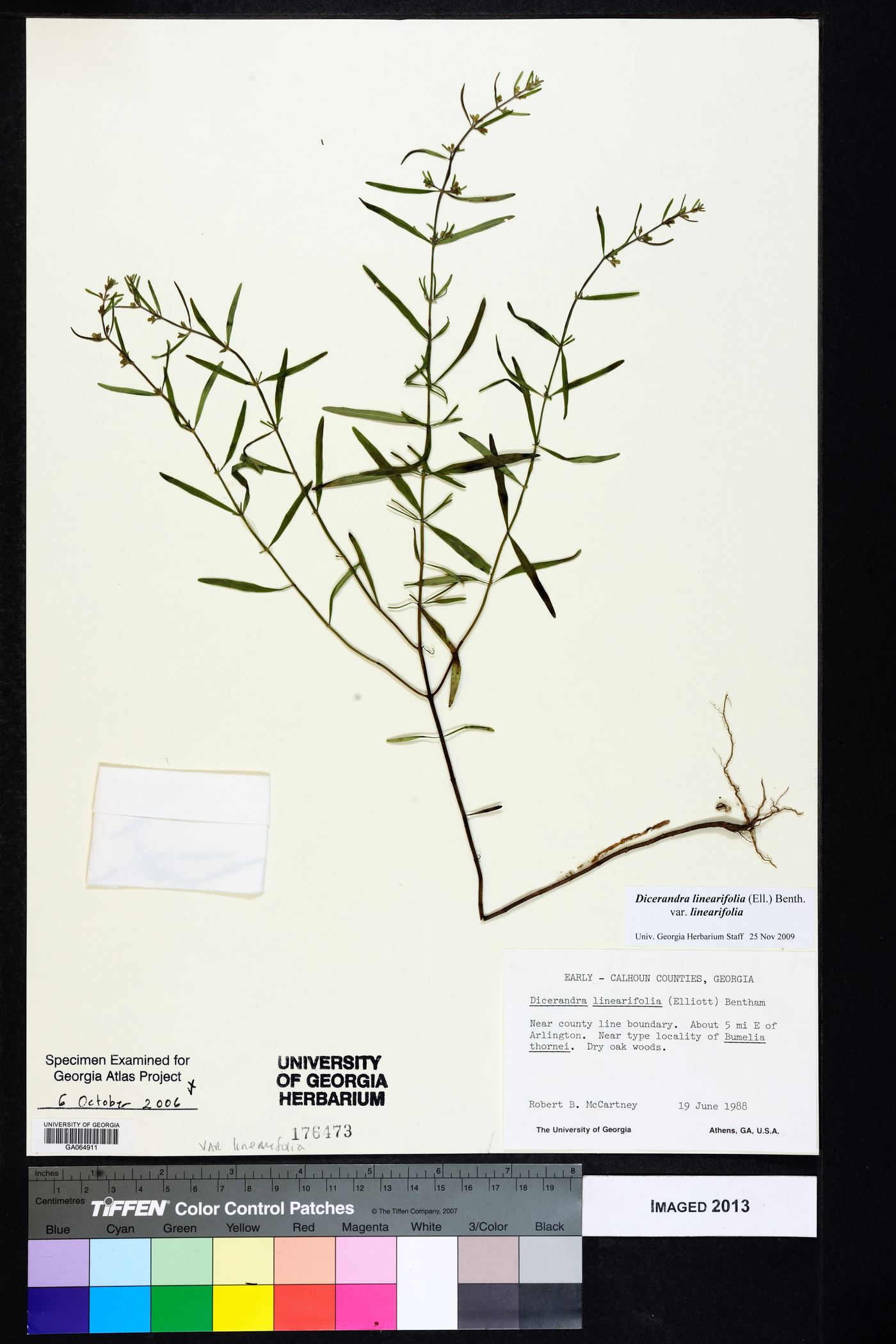 Dicerandra linearifolia var. linearifolia image