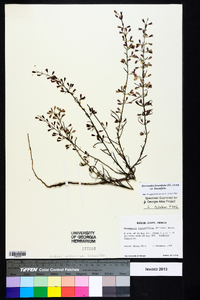 Dicerandra linearifolia var. linearifolia image