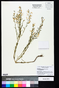 Dicerandra linearifolia image