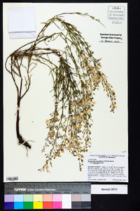 Dicerandra linearifolia image