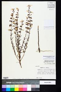Dicerandra linearifolia var. robustior image