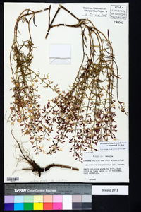 Dicerandra linearifolia var. robustior image