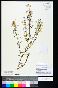 Dicerandra linearifolia var. robustior image