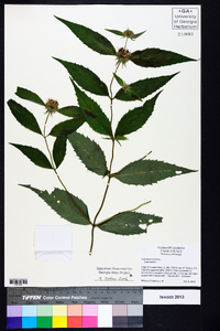 Galeopsis tetrahit image