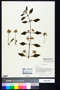 Hyptis alata image