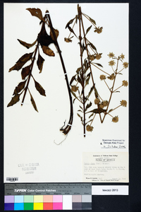 Hyptis alata image