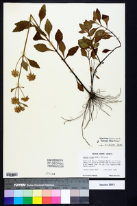 Hyptis alata image