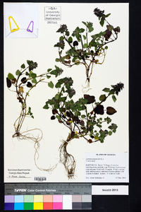 Lamium purpureum image