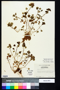 Lamium purpureum image