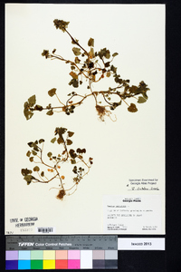 Lamium purpureum image