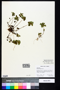 Lamium purpureum image