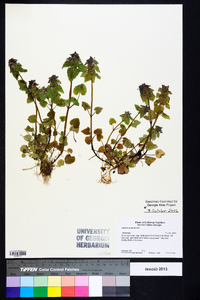 Lamium purpureum image