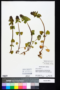 Lamium purpureum image