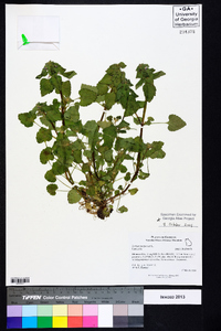 Lamium purpureum image