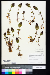 Lamium purpureum image