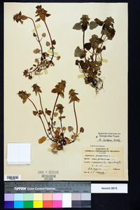 Lamium purpureum image