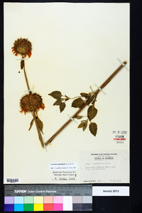 Leonotis nepetifolia image