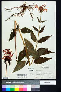 Monarda didyma image