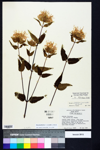 Monarda fistulosa var. mollis image