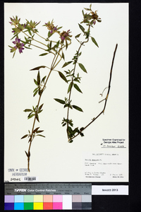 Monarda punctata image