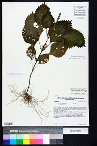 Perilla frutescens image