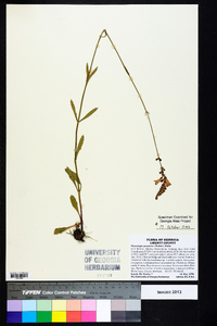 Physostegia purpurea image