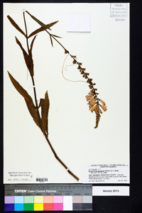 Physostegia purpurea image