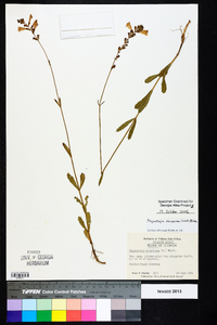 Physostegia purpurea image