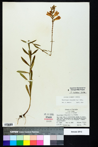 Physostegia virginiana image