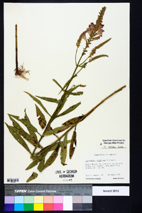 Physostegia virginiana image