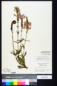 Physostegia virginiana image