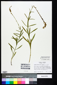 Physostegia virginiana image