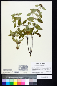 Pycnanthemum albescens image