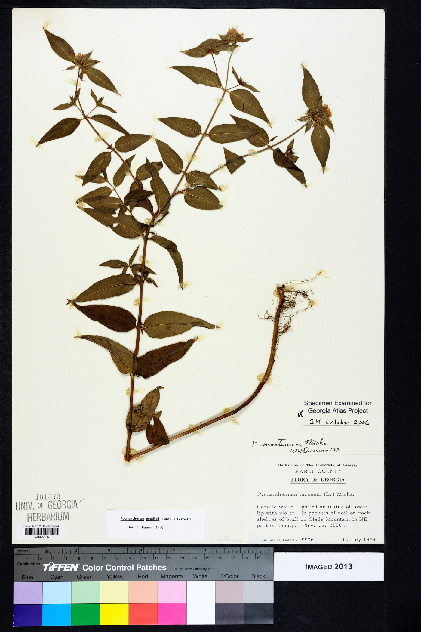 Pycnanthemum beadlei image